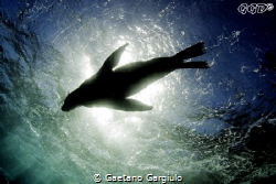 "sealhouette" a playful sea-lion dancing near the surface... by Gaetano Gargiulo 